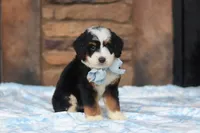 Max, a male Miniature Bernedoodle for sale in Fresno, OH – 3 of 5