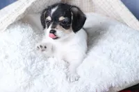 processed/40f33f9f-3846-4b64-9021-df6fcf3e0367/listing/b4a2f200-540a-4bbd-9092-62b666507830/5bbe2a9a-09ea-43f7-9186-44182d1c4250