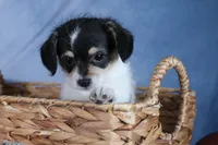 processed/40f33f9f-3846-4b64-9021-df6fcf3e0367/listing/b4a2f200-540a-4bbd-9092-62b666507830/6dd07818-6185-41e8-850e-69dee9c7cbdb