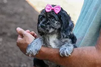 Bella 🐶💗, a female Cocker Spaniel for sale in Fresno, OH – 3 of 9