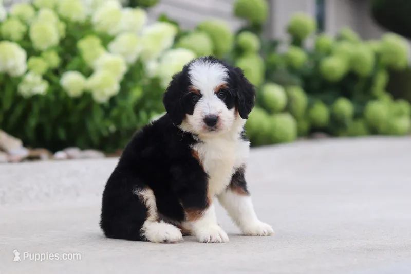 Lacey – Miniature Bernedoodle puppy for sale in Fresno, OH