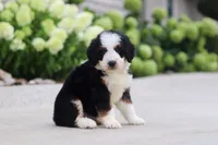Lacey, a female Miniature Bernedoodle for sale in Fresno, OH – 1 of 5