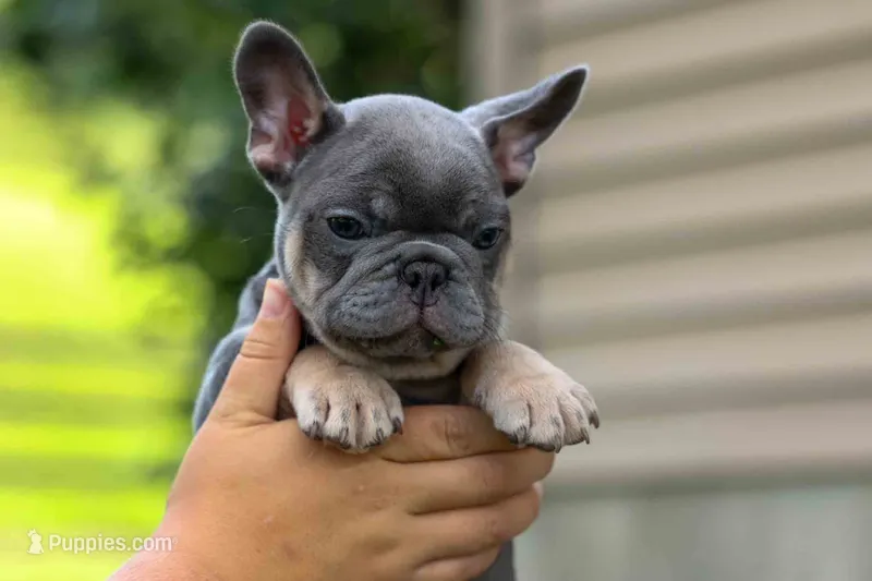 🐾 Mateo – French Bulldog puppy for sale in Fresno, OH