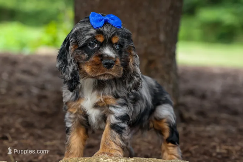Dakota 🐶💙 – Cocker Spaniel puppy for sale in Fresno, OH