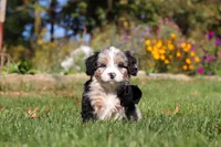 Vince, a male Miniature Bernedoodle for sale in Fresno, OH – 5 of 6