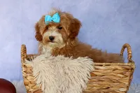 Enzo 🐶, a male Havapoo for sale in Fresno, OH – 6 of 9