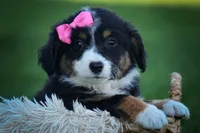Layla🎀 , a female Miniature Aussiedoodle for sale in Fresno, OH – 1 of 10