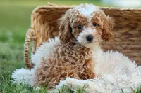 Ginger 🌸, a female Poodle - Miniature  for sale in Fresno, OH – 10 of 10