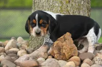 Cash🐶, a male Beagle for sale in Fresno, OH – 8 of 10