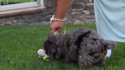Finn, a male Miniature Bernedoodle for sale in Fresno, OH – 6 of 6