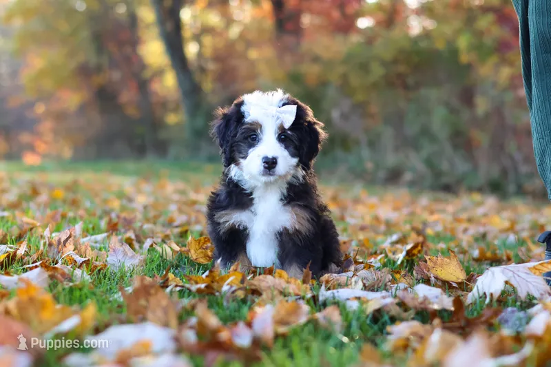 Hailey – Miniature Bernedoodle puppy for sale in Fresno, OH