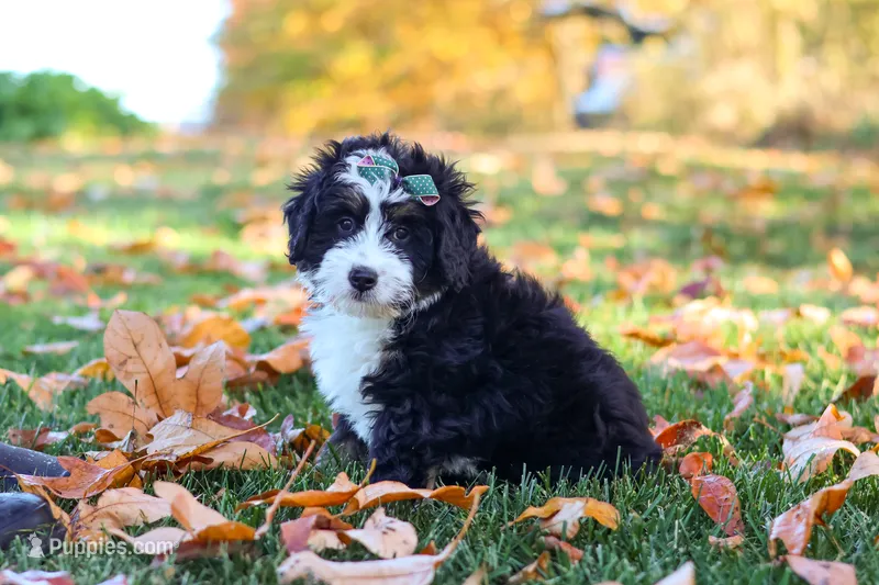 Amber – Miniature Bernedoodle puppy for sale in Fresno, OH