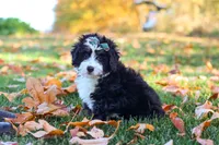 Amber, a female Miniature Bernedoodle for sale in Fresno, OH – 1 of 6