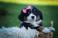 Layla🎀 , a female Miniature Aussiedoodle for sale in Fresno, OH – 5 of 10