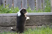 Sadie💗🐾, a female Australian Shepherd and Pembroke Welsh Corgi for sale in Fresno, OH – 6 of 6