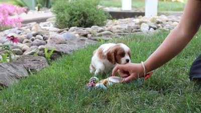 Carter, a male Cavalier King Charles Spaniel for sale in Fresno, OH – 9 of 9