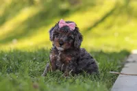 Lexi, a female Poodle - Miniature  for sale in Fresno, OH – 2 of 10