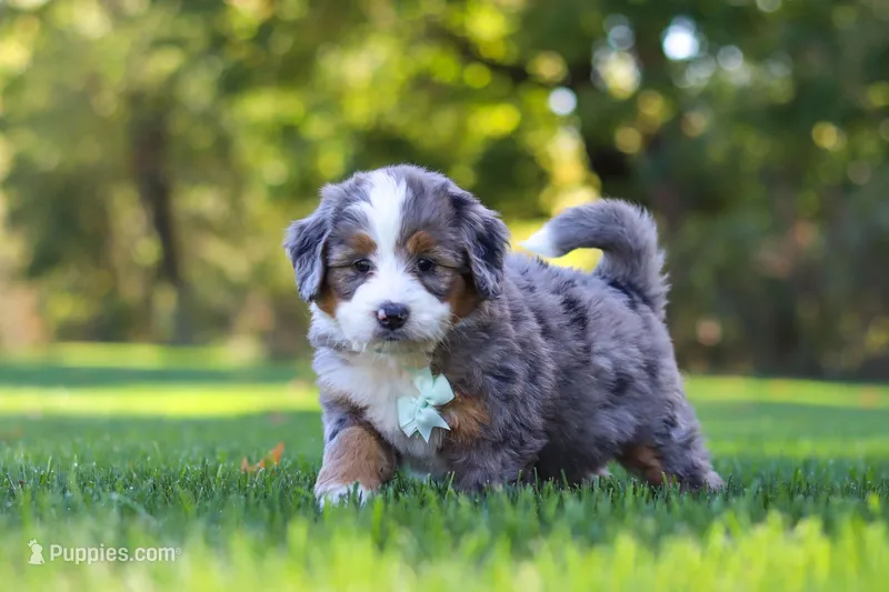 Pete – Miniature Bernedoodle puppy for sale in Fresno, OH