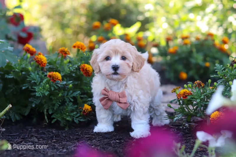 Benji – Havapoo puppy for sale in Fresno, OH