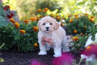 Benji, a male Havapoo for sale in Fresno, OH – 1 of 7