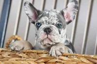 🐾 Magnes, a male French Bulldog for sale in Fresno, OH – 2 of 10