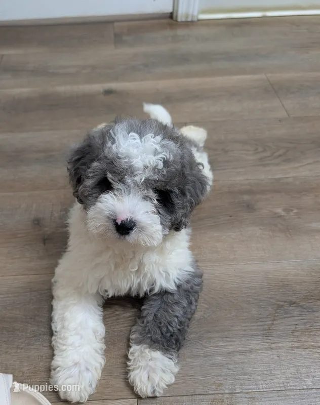 Gabby 🩷🐶 – Cavapoo puppy for sale in Fresno, OH