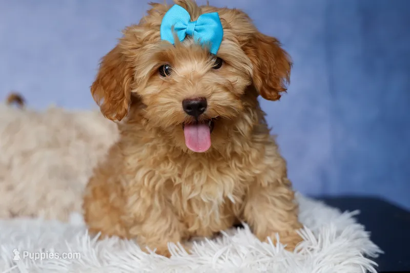 Eugene 💛🐾 – Havapoo puppy for sale in Fresno, OH