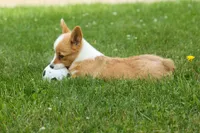 Dixie 🐶💖, a female Pembroke Welsh Corgi for sale in Fresno, OH – 5 of 10
