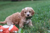 Jett, a male Cavapoo for sale in Fresno, OH – 6 of 10