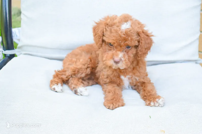 Dahlia 🐶 – Poodle - Miniature  puppy for sale in Fresno, OH