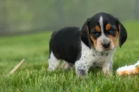 Cash🐶, a male Beagle for sale in Fresno, OH – 2 of 10