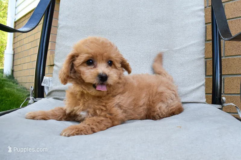 Kenzie 🐶💖 – Bichpoo puppy for sale in Fresno, OH