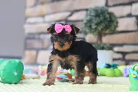 Cali, a female Yorkshire Terrier for sale in Fresno, OH – 6 of 7
