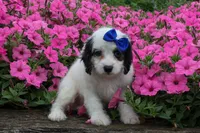 Parker, a male Cavapoo for sale in Fresno, OH – 8 of 10