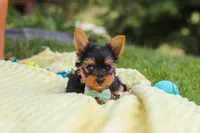 Benji, a male Yorkshire Terrier for sale in Fresno, OH – 8 of 9