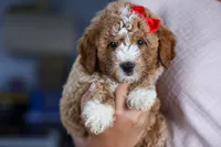 🐾 Meet Neo – F2B Mini Goldendoodle Puppy 🐾, a female Miniature Goldendoodle for sale in Fresno, OH – 8 of 9