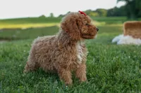 Tyson 💙✨, a male Poodle - Miniature  for sale in Fresno, OH – 5 of 10