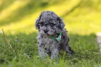 Mason, a male Poodle - Miniature  for sale in Fresno, OH – 6 of 10