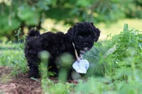 Riley, a male Havapoo for sale in Fresno, OH – 1 of 10