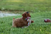 Thor🐾💙, a male Poodle - Miniature  for sale in Fresno, OH – 3 of 10