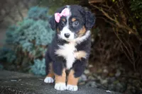 Layla🎀 , a female Miniature Aussiedoodle for sale in Fresno, OH – 2 of 10