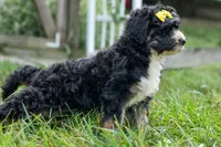 Dolly🎀, a female Bernedoodle for sale in Fresno, OH – 2 of 10