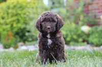 Cherri, a female Newfypoo for sale in Fresno, OH – 4 of 7