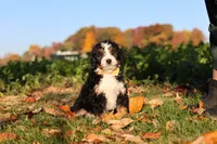 Hunter, a male Miniature Bernedoodle for sale in Fresno, OH – 6 of 6
