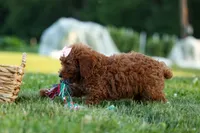 Dixie 🎀🐶, a female Poodle - Miniature  for sale in Fresno, OH – 6 of 10