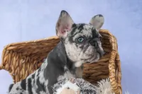 💗 Jovie, a female French Bulldog for sale in Fresno, OH – 9 of 10