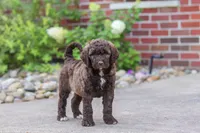 Cherri, a female Newfypoo for sale in Fresno, OH – 6 of 7