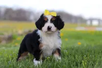 Dolly, a female Miniature Bernedoodle for sale in Fresno, OH – Photo 6 of 9