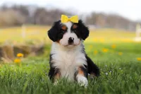 Dolly, a female Miniature Bernedoodle for sale in Fresno, OH – Photo 4 of 9