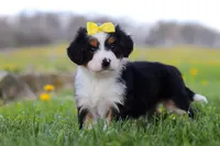 Dolly, a female Miniature Bernedoodle for sale in Fresno, OH – Photo 7 of 9